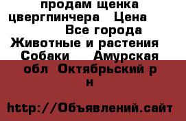 продам щенка цвергпинчера › Цена ­ 15 000 - Все города Животные и растения » Собаки   . Амурская обл.,Октябрьский р-н